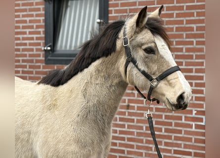 New Forest, Giumenta, 9 Anni, 146 cm, Falbo