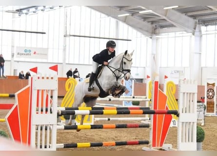 New Forest Pony, Gelding, 11 years, 13,3 hh, Gray