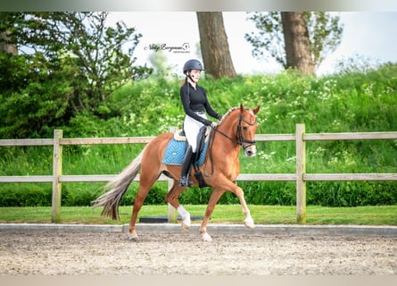 New Forest Pony, Gelding, 11 years, 14.2 hh, Chestnut-Red