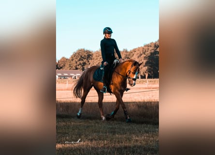 New Forest Pony Mix, Gelding, 12 years, 14,1 hh, Chestnut-Red