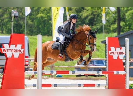 New Forest Pony, Gelding, 17 years, 14 hh, Chestnut-Red