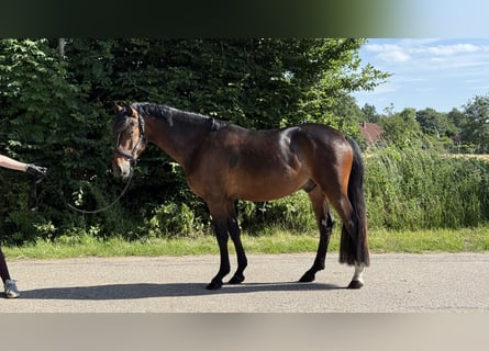 New Forest Pony, Gelding, 3 years, 14.1 hh, Brown