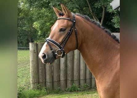 New Forest Pony, Gelding, 3 years, 14 hh, Brown-Light