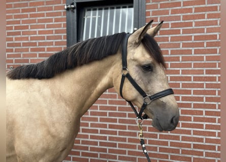 New Forest Pony, Gelding, 3 years, 15 hh, Buckskin