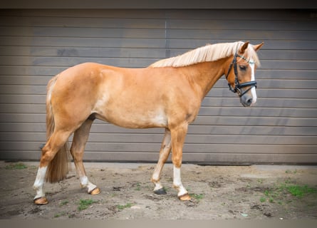 New Forest Pony, Wallach, 4 Jahre, 13,3 hh, Fuchs