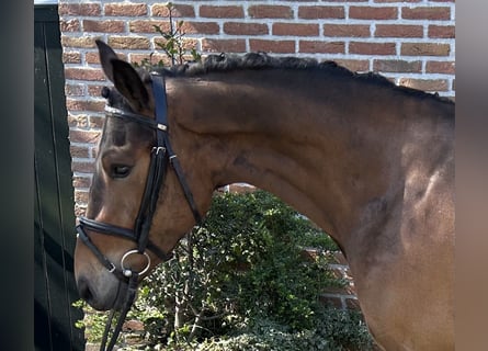 New Forest Pony, Gelding, 4 years, 14.1 hh, Brown