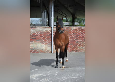 New Forest Pony, Gelding, 5 years, 14.2 hh, Brown