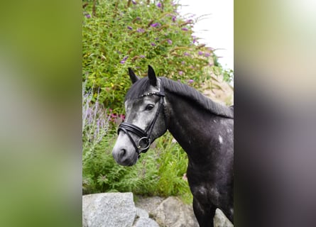 New Forest Pony, Gelding, 5 years, 14.2 hh, Grey New Forest Pony, Gelding, 5 years, 14.2 hh, Grey