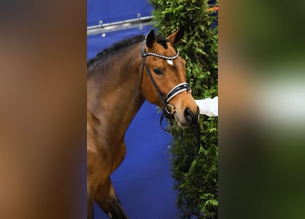 New Forest Pony, Gelding, 5 years, 14,1 hh, Brown