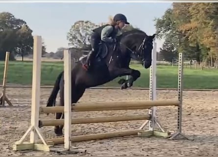 New Forest Pony for sale | ehorses.com