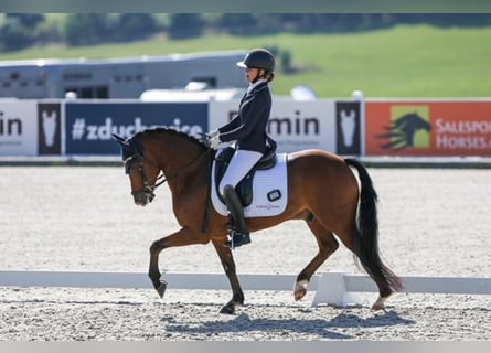 New Forest Pony, Gelding, 9 years, 14,2 hh, Brown