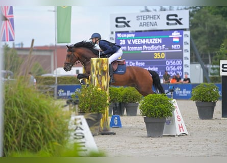 New Forest Pony, Hengst, 10 Jahre, 148 cm, Brauner