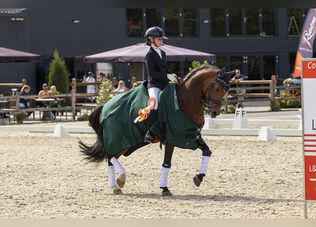 New Forest Pony, Hengst, 16 Jahre, 148 cm, Brauner