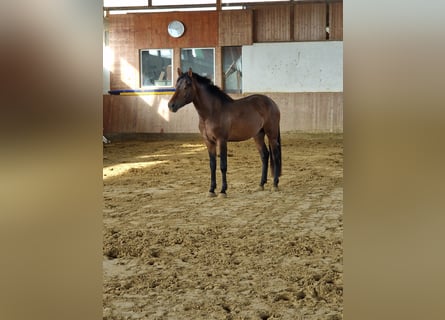 New Forest Pony, Hengst, 2 Jaar, 142 cm, Falbe