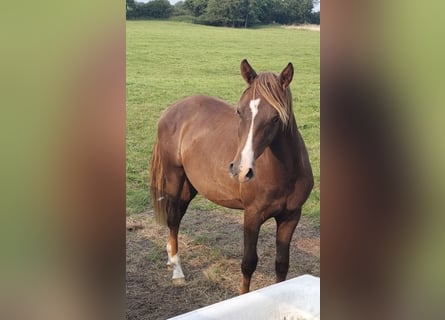 New Forest Pony, Hengst, 2 Jahre, 145 cm, Dunkelfuchs