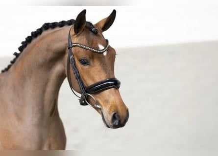 New Forest Pony, Hengst, 3 Jaar, 146 cm, Bruin