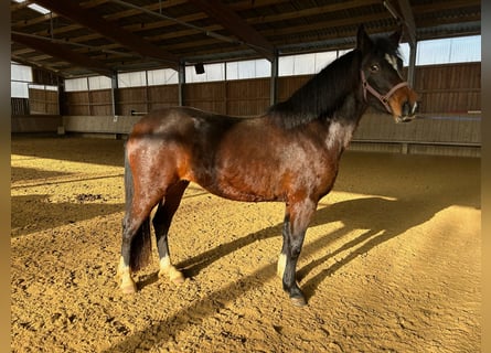 New Forest Pony, Hengst, 3 Jahre, 148 cm, Brauner