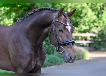 New Forest Pony, Hengst, 3 Jahre, 148 cm