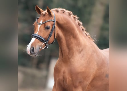 New Forest Pony, Hengst, 4 Jahre, 145 cm, Fuchs