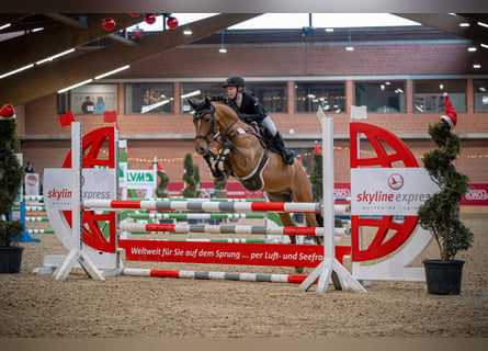 New Forest Pony, Hengst, 6 Jahre, 148 cm, Brauner