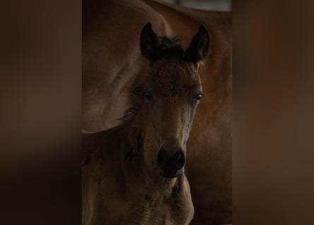 New Forest Pony, Hengst, Fohlen (05/2025), 145 cm, Dunkelbrauner