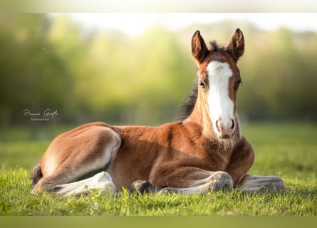 New Forest Pony, Hengst, 