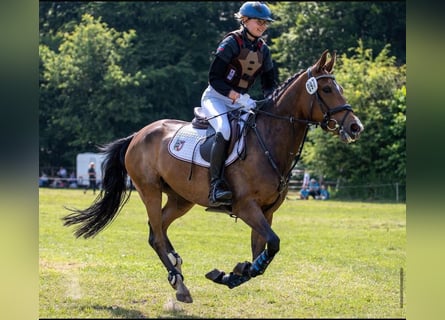 New Forest Pony, Mare, 10 years, 14,1 hh, Brown