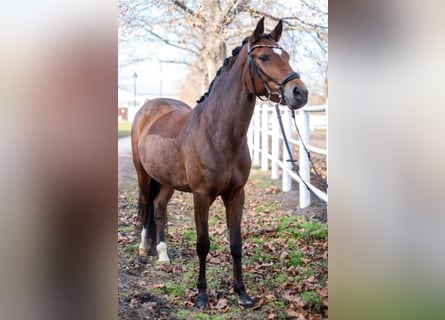 New Forest Pony, Stute, 12 Jahre, 14,2 hh, Brauner