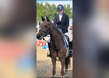 New Forest Pony, Mare, 12 years, 14.2 hh, Chestnut-Red