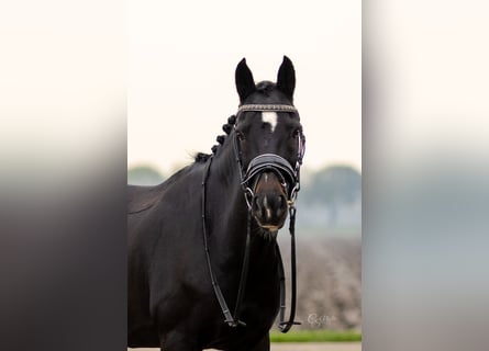 New Forest Pony, Mare, 12 years, Black