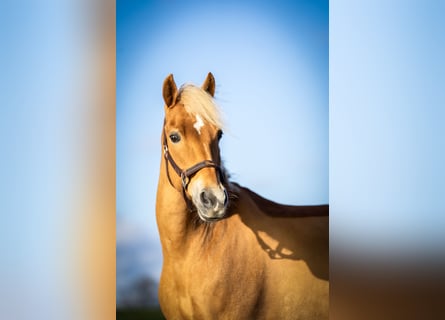 New Forest Pony, Mare, 14 years, 14,1 hh, Chestnut-Red