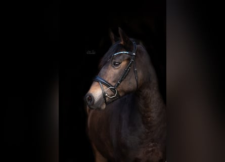 New Forest Pony, Mare, 15 years, 13.3 hh, Bay-Dark New Forest Pony, Mare, 15 years, 13.3 hh, Bay-Dark