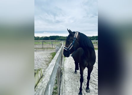 New Forest Pony Mix, Stute, 15 Jahre, 15,1 hh, Dunkelbrauner