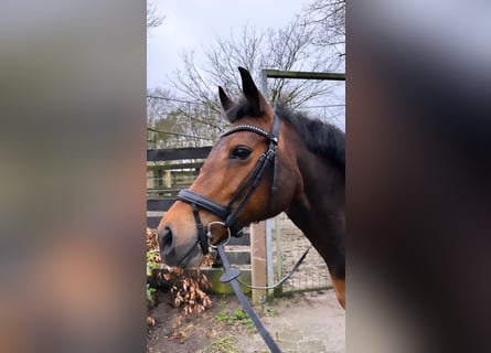 New Forest Pony, Mare, 16 years, 14.1 hh, Bay-Dark