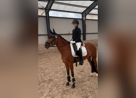 New Forest Pony, Mare, 16 years, 14.2 hh, Brown