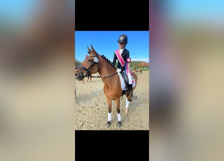 New Forest Pony, Mare, 16 years, 14,1 hh, Brown