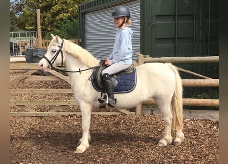 New Forest Pony, Stute, 17 Jahre, 12 hh, Schimmel