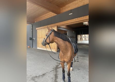 New Forest Pony, Mare, 18 years, 14,2 hh, Brown