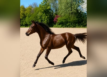 New Forest Pony, Mare, 1 year, 14 hh, Brown