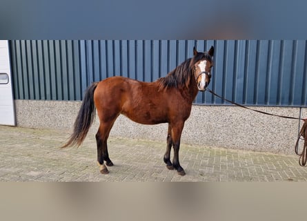 New Forest Pony, Mare, 2 years, 13.3 hh, Brown