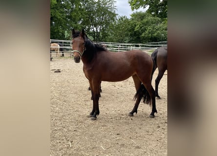 New Forest Pony, Mare, 3 years, 13,1 hh, Brown