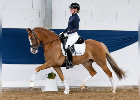 New Forest Pony, Mare, 4 years, 14,1 hh, Chestnut