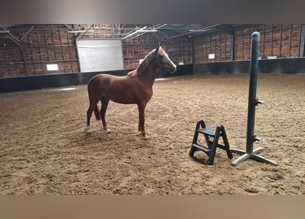 New Forest Pony Mix, Mare, 4 years, 14,1 hh, Chestnut-Red