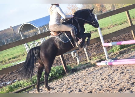 New Forest Pony, Mare, 8 years, 13,2 hh, Black