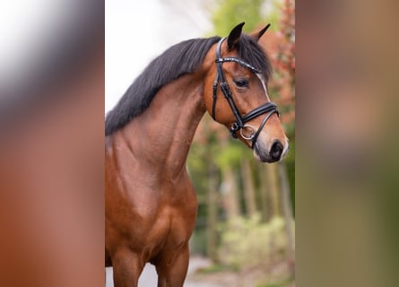 New Forest Pony, Mare, 8 years, 14.1 hh, Brown