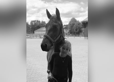 New Forest Pony, Mare, 8 years, 14 hh, Brown