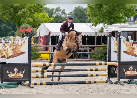 New Forest Pony, Mare, 9 years, 14 hh, Buckskin