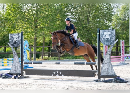 New Forest Pony, Merrie, 10 Jaar, 137 cm, Bruin