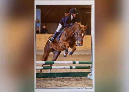 New Forest Pony, Merrie, 10 Jaar, 147 cm, Vos