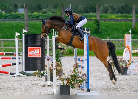 New Forest Pony, Merrie, 11 Jaar, 147 cm, Donkerbruin